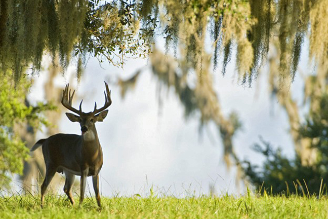 Louisiana Deer Forecast for 2016