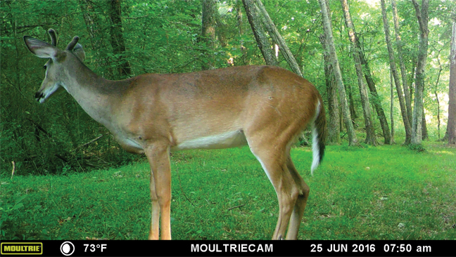 MOULTRIE DIGITAL GAME CAMERA