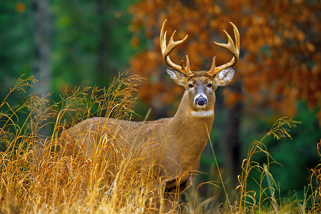 South Carolina Deer Forecast for 2016
