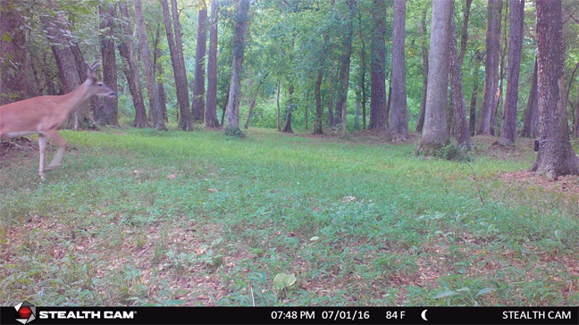 Wireless Trailcam Stealth