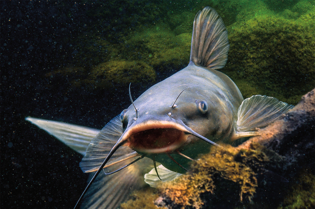 Solana catfish