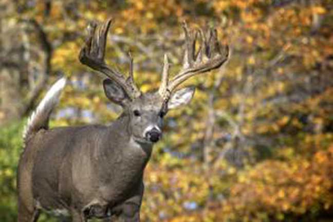 Michigan: Best Places to Hunt Deer in the State