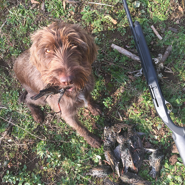 Bird Hunting: Keep Your Dog Hunt-Ready