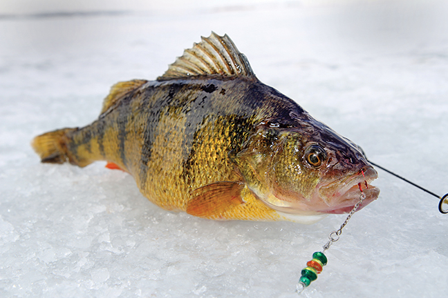 Ice Fishing For Perch