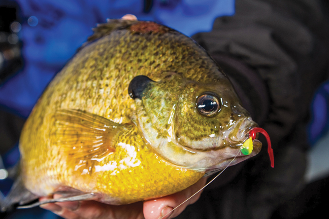 Everything You Need to Know About Catching Panfish - Game & Fish