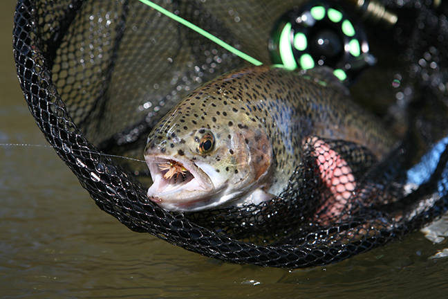 Rocky Mountains Fishing Forecast Feature