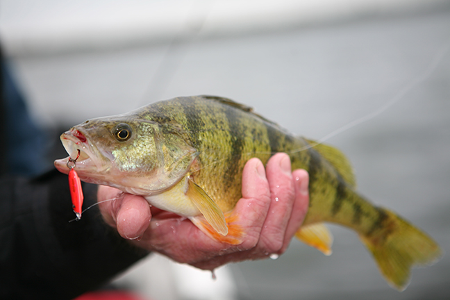 WI Fishing Forecast Feature