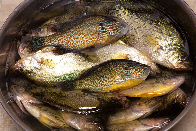 Angler Caught With 2,500 Panfish, Fined $24K