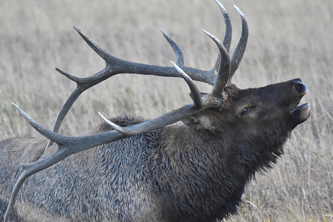 Back from Brink: Elk and Bison Roam Again in Eastern U.S.