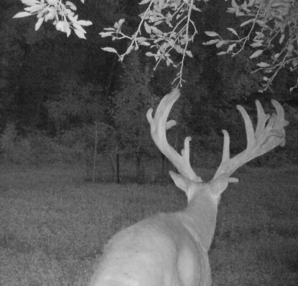 Man Convicted of Poaching Potential State Record Deer