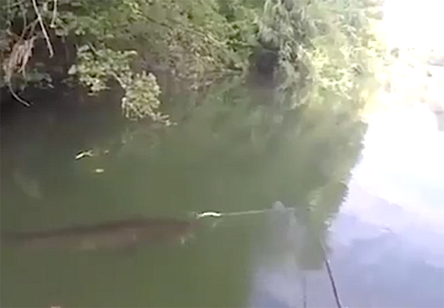 Video: See Trophy Catfish Destroy Topwater Bait