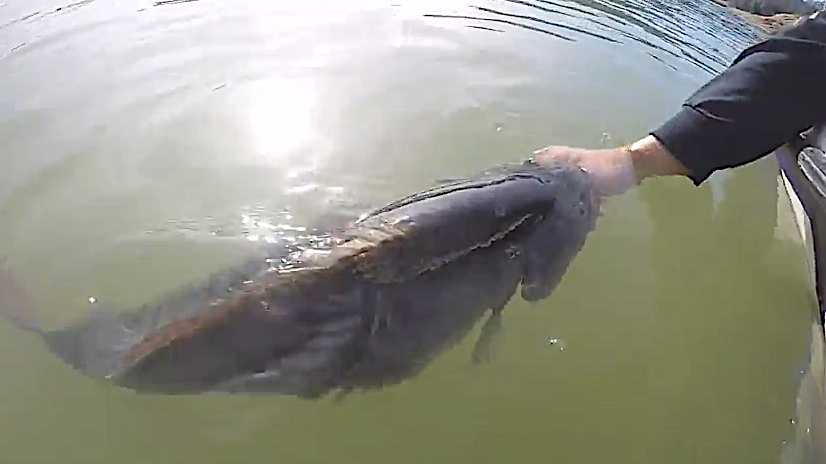 Watch Release of Pending Spotted Bass World Record