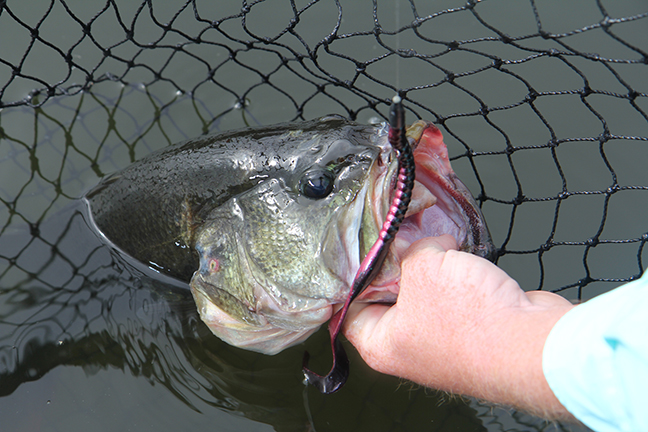 Lake Fishing In North Carolina : Falls Of Neuse Is The Best Bass Fishing Lake During March In