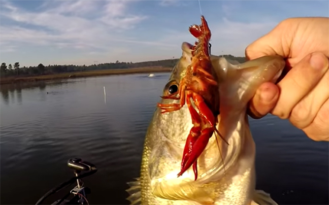 Must See: Bass Love Crawfish (Videos)