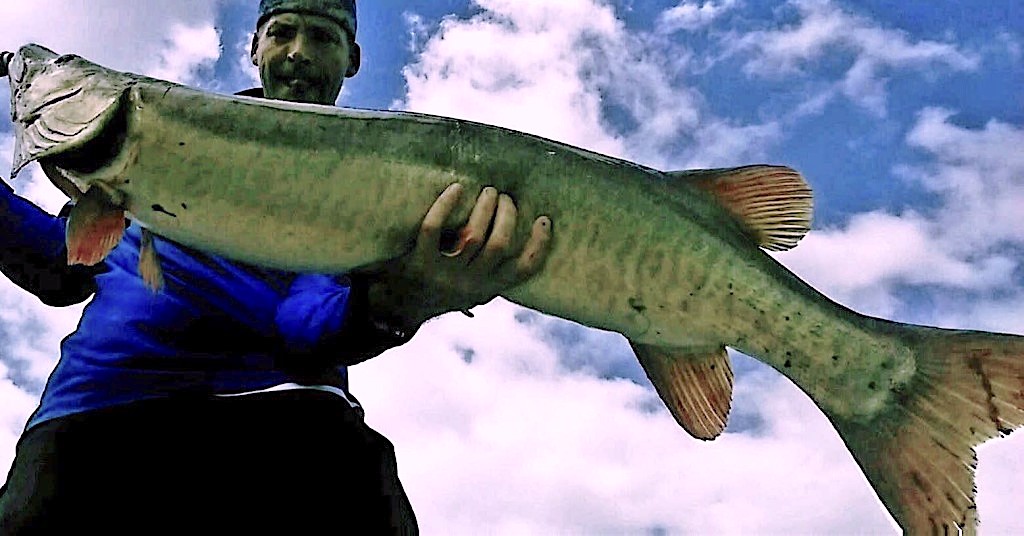 8 Muskie Fishing Videos You Gotta See - Game & Fish