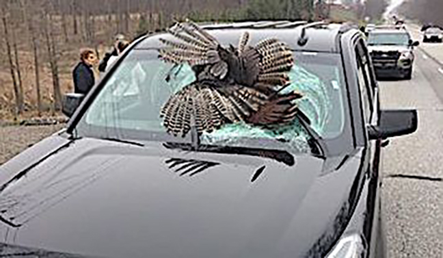 Turkey Vs. SUV: 30lb Bird Crashes Through Windshield