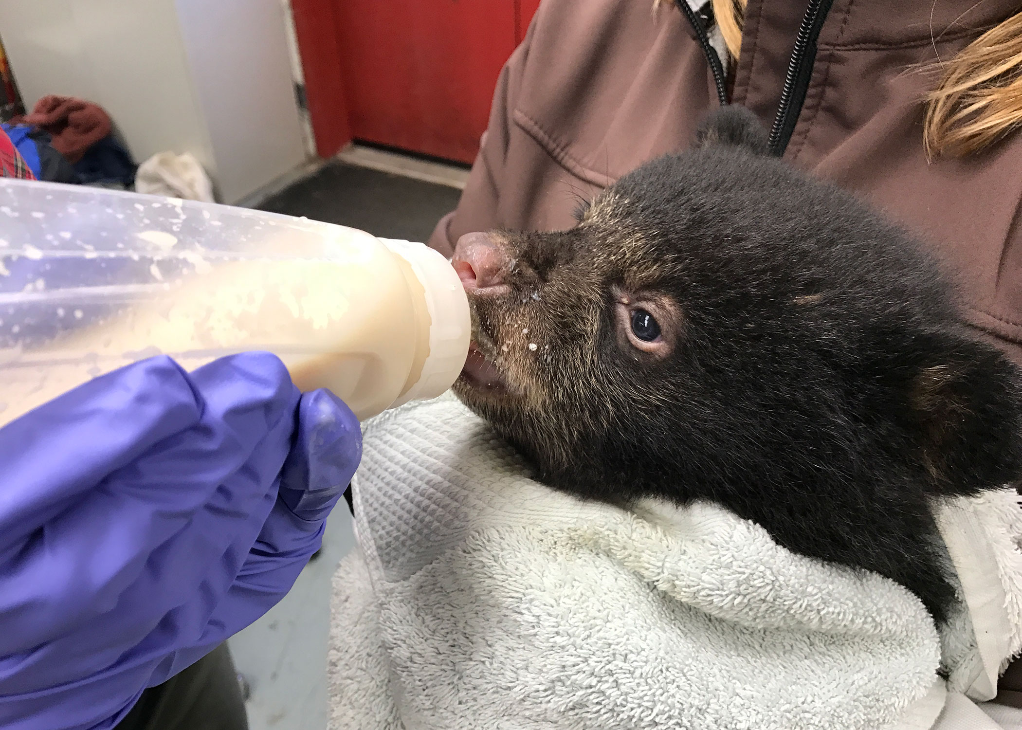 Distressed Black Bear Cub? Leave Alone, Call Experts