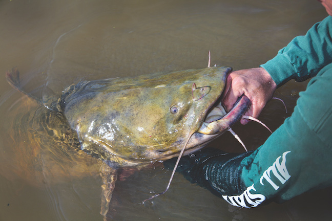 Anchor, catch catfish this month on Clarks Hill Lake - Carolina