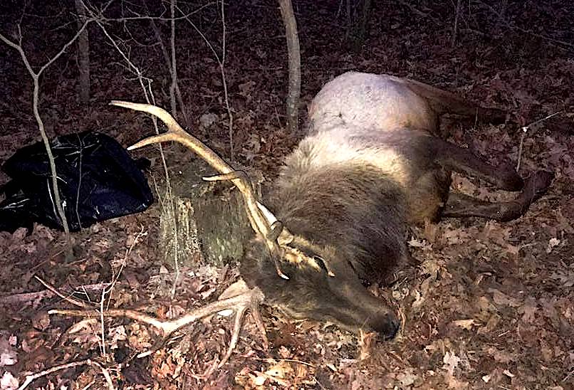 9 Charged in Cases of Elk Poaching, Illegal Hunting