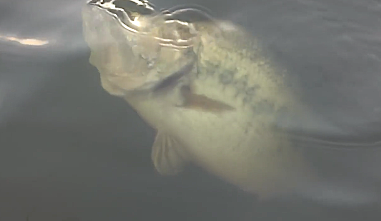 Slow-Motion Video: Bass Jumps, Pike Attacks, Osprey Dives