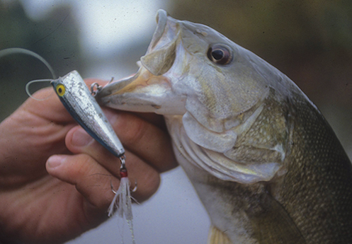 Popping Good Strategies to Draw Topwater Bass