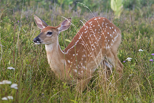 Experts: Don't Adopt &apos;Lost&apos; Deer Fawns