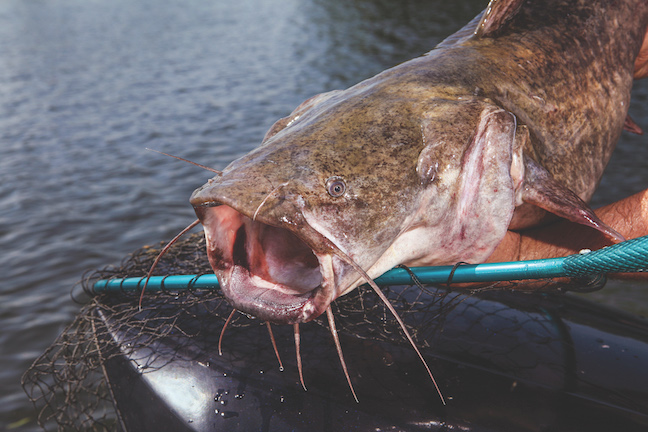 Baits, Tactics for Catching Big River Catfish