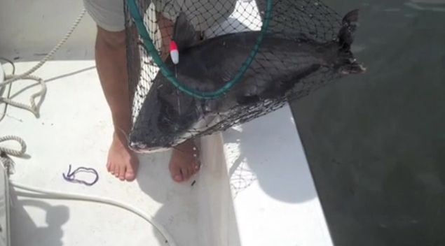 Video Vault: Drift Rigs for Santee Cooper Catfish