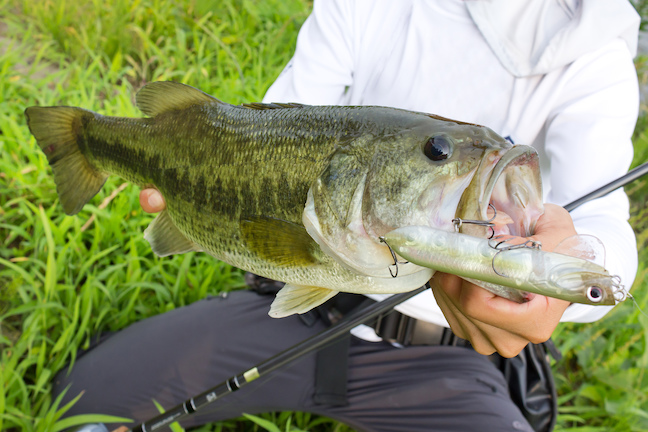 Pre-Spawn Largemouth in the Backwaters - On The Water