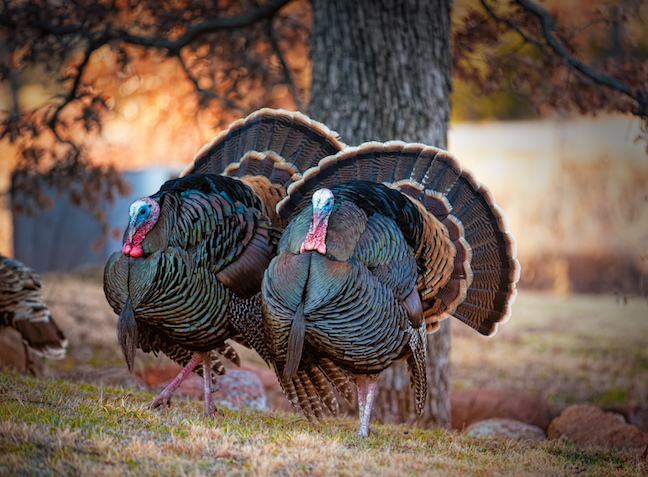 Turkey Hunting: Late Game Planning for Toms