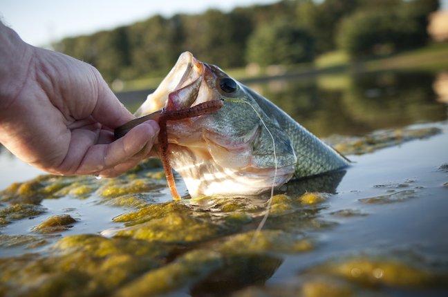 Make Quick Lure Change for Second-Chance Bass
