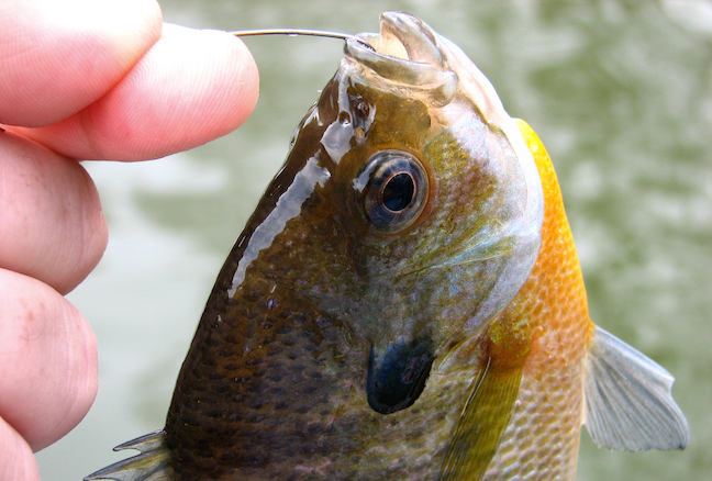 Hang On: Hungry Bass Will Eat Your Caught Bream (Videos)
