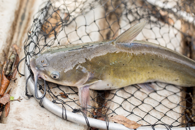 Why Catfish? Reasons You Should Target Whisker Fish - Game & Fish