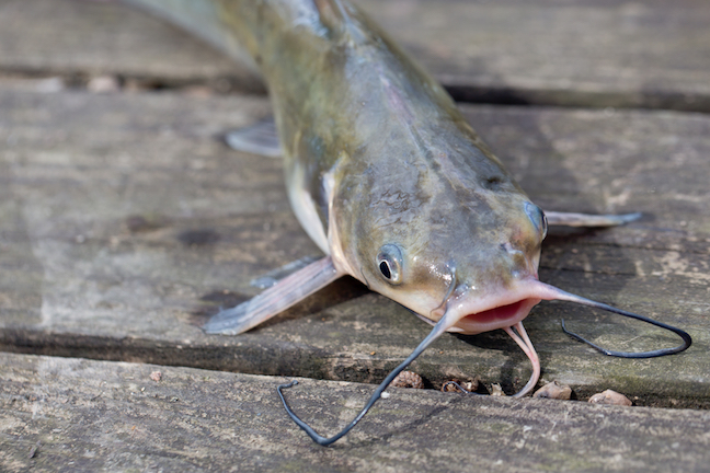 Is There Anything A Catfish Won't Eat?