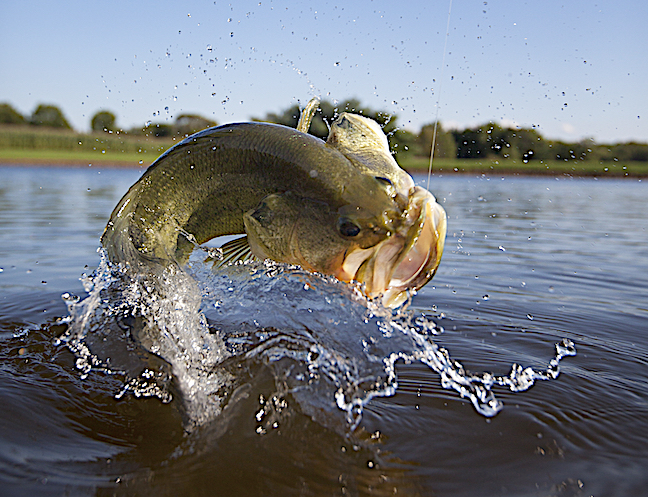 Time for Lunkers: Early Bass Fishing in Arkansas
