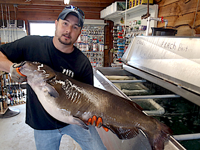 N.Y. State Record Catfish Caught on Nightcrawler