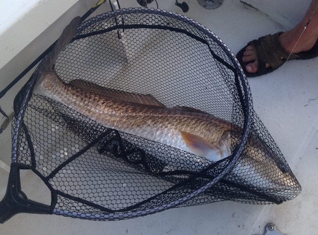 Great N.C. Saltwater Fishing Trips This Summer - Game & Fish