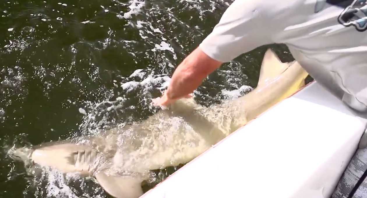 Big Game Fishing: 10 Videos to Get You in the Mood