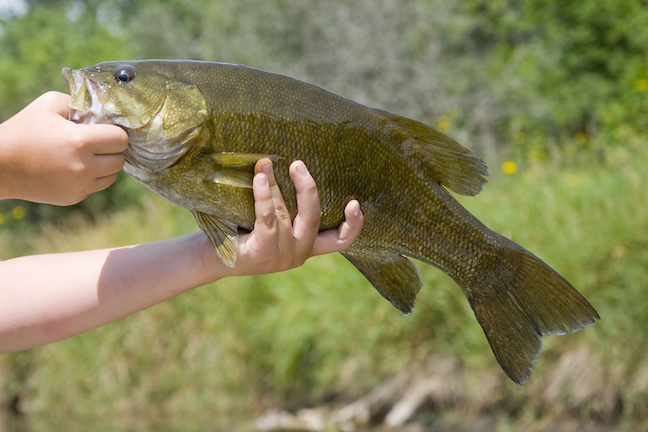 Lake Erie Trifecta: Catch More Smallies, Walleyes, Perch - Game & Fish
