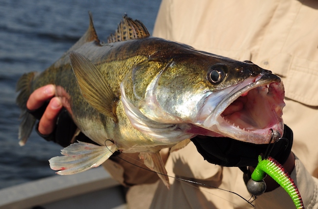 Is a bountiful fall walleye season for Lake Erie and the Detroit River a  new thing?