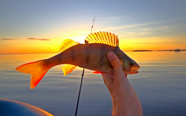 Lake Erie Trifecta: Catch More Smallies, Walleyes, Perch