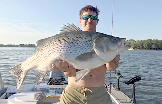 Wow! Huge Record Hybrid Striped Bass Caught in Illinois