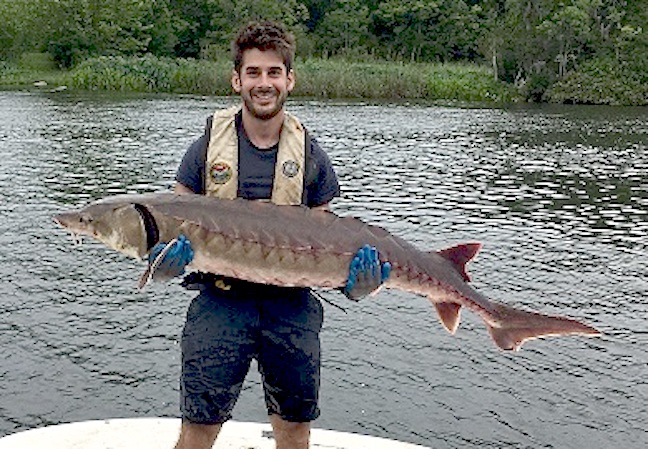 Imperiled Atlantic Sturgeon Rescued from Santee Cooper Lakes