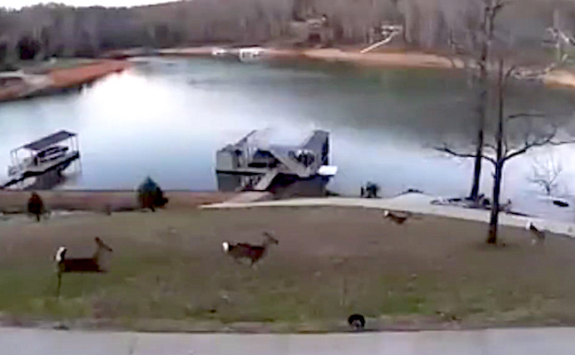 Deer Poachers Caught in Act By Home Surveillance Cam