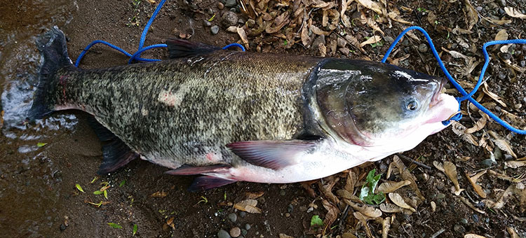 State's Largest Captured Invasive Carp Weighed 61 Pounds
