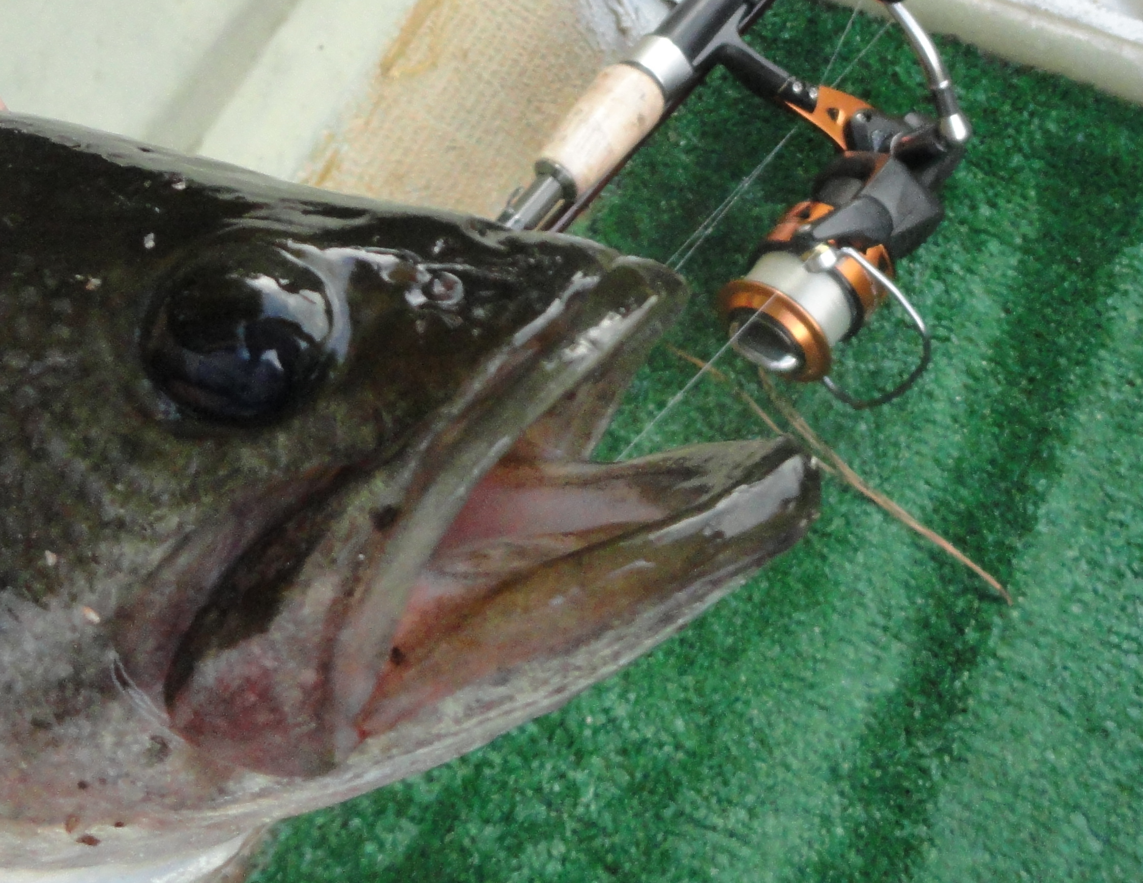 Best Spots for June North Carolina Bass Fishing - Game & Fish