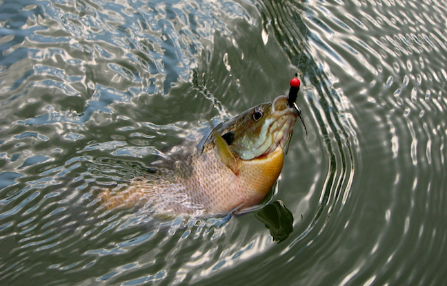 Summer Panfish: Great Tips to Catch a Limit