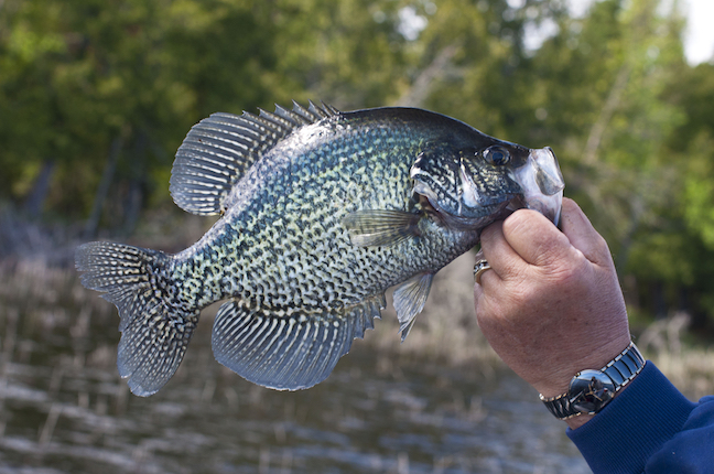 fall crappie