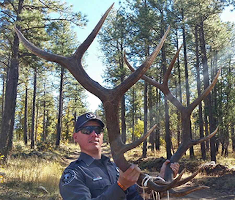 Elk News: $4K Fine for Illegal Antlers; Poaching Info Sought