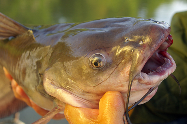 Catfish: What You Need to Know About How They See